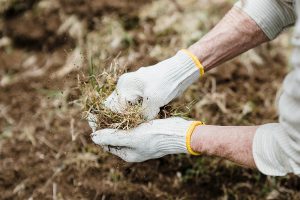 Gloved hands weeding a garden